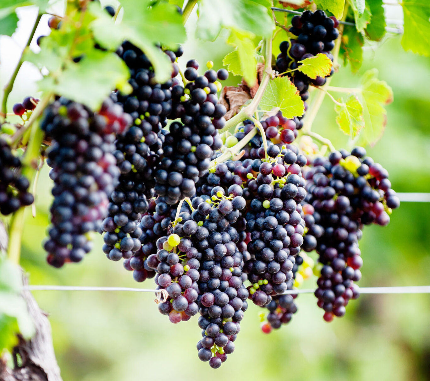 Cabernet franc grape clusters on vine